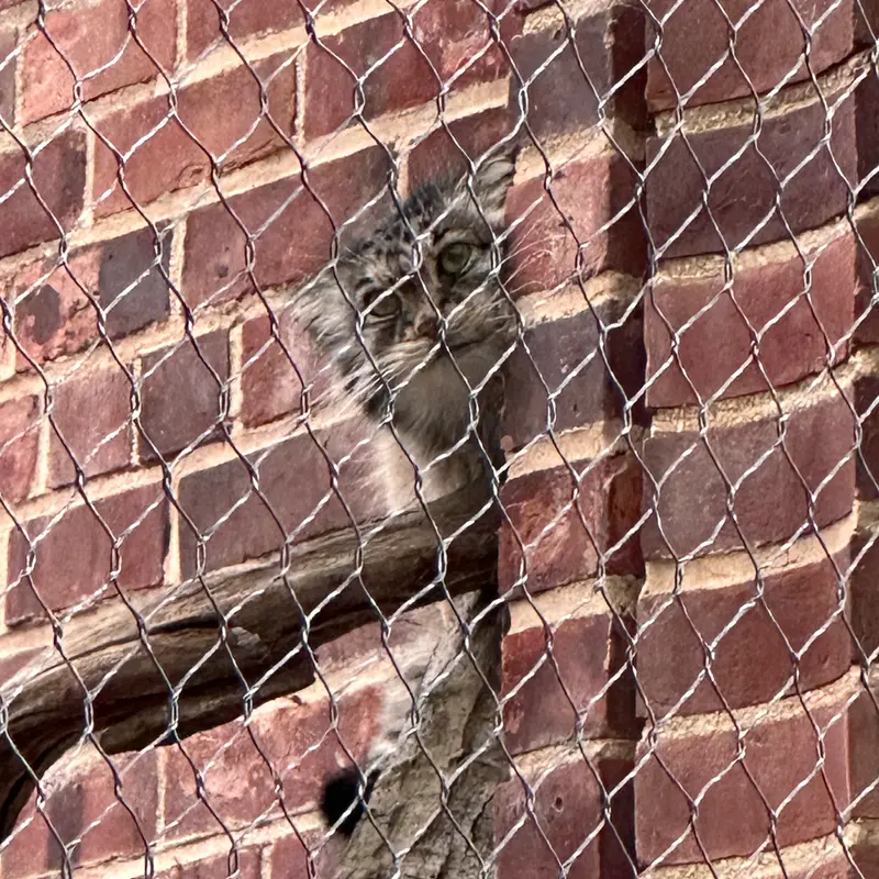 Фотография с манулом в Зоопарке Проспект-парка