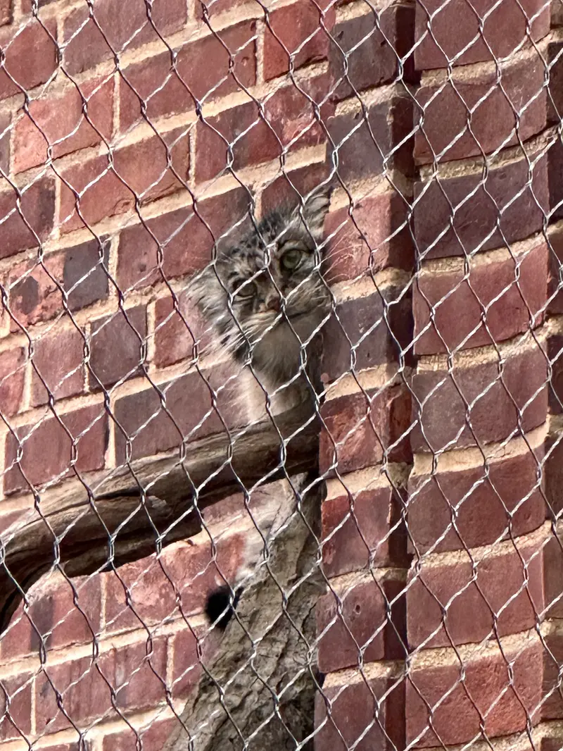 Фотография с манулом в Зоопарке Проспект-парка