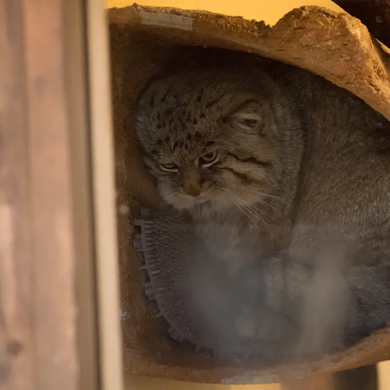 Фотография Лотоса в Детском зоопарке Сайтама