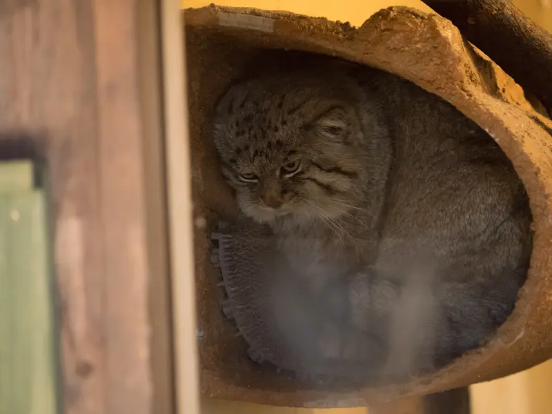 Фотография Лотоса в Детском зоопарке Сайтама