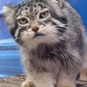 Фотография Суня Сымяо в Зоопарке дикой природы Цинхай-Тибетского нагорья