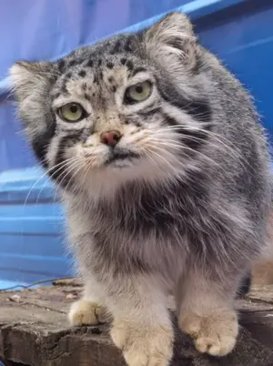 Фотография Суня Сымяо в Зоопарке дикой природы Цинхай-Тибетского нагорья