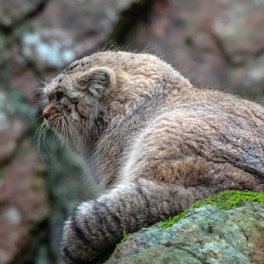 Фотография Томаса О’Мэлли в Норденс Арк