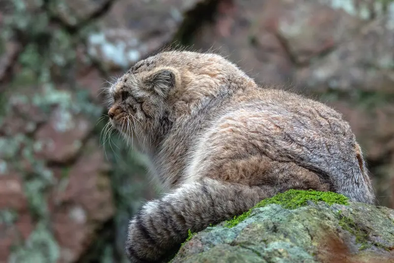 Фотография Томаса О’Мэлли в Норденс Арк