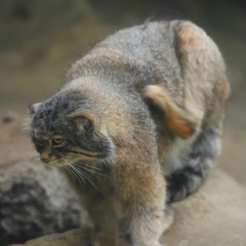 Фотография Нара в Царстве Животных Кобе