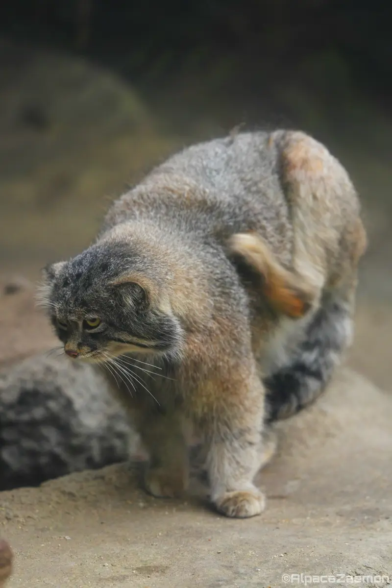 Фотография Нара в Царстве Животных Кобе
