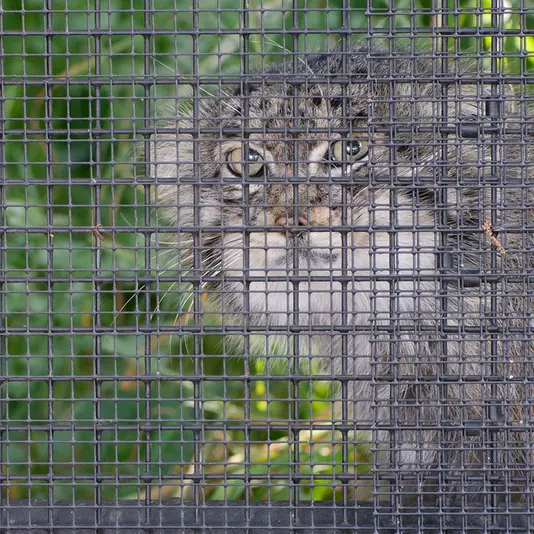 Фотография Музтау в Зоопарке Брно