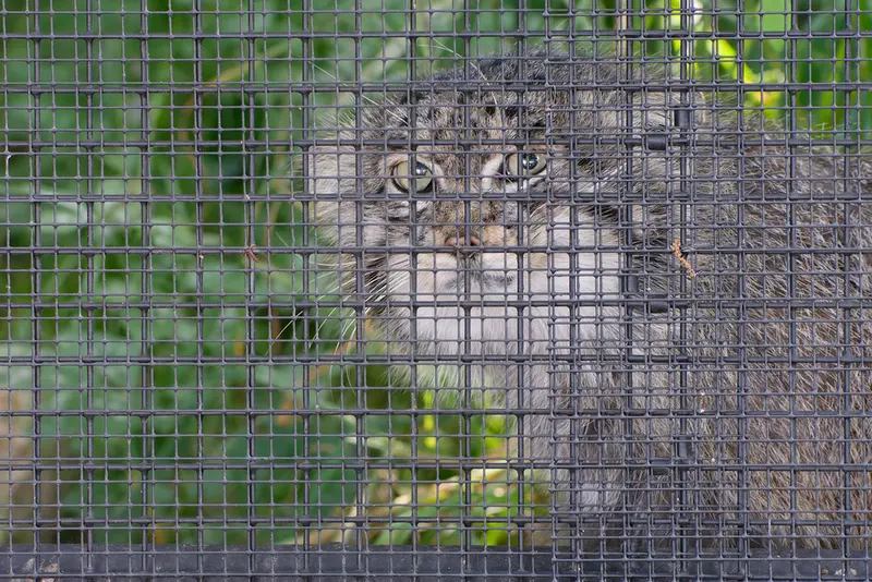 Фотография Музтау в Зоопарке Брно