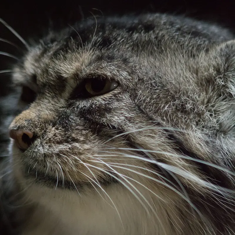 Фотография Примулы в Зоопарке Уено