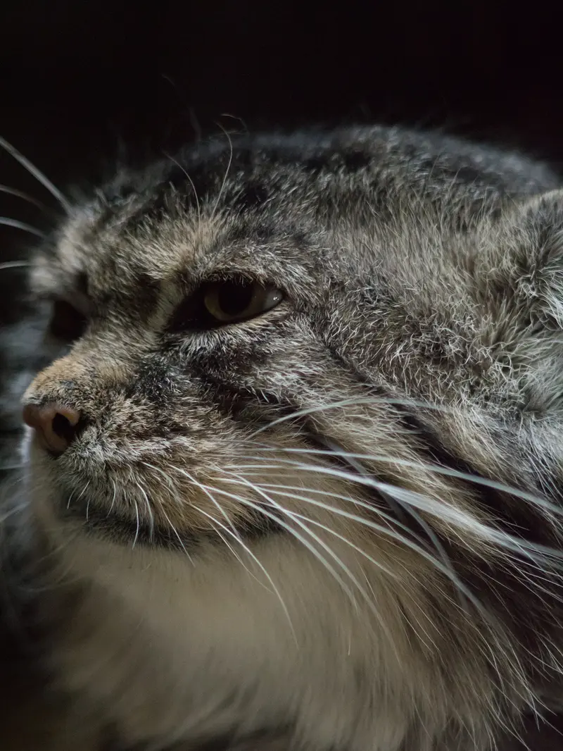 Фотография Примулы в Зоопарке Уено