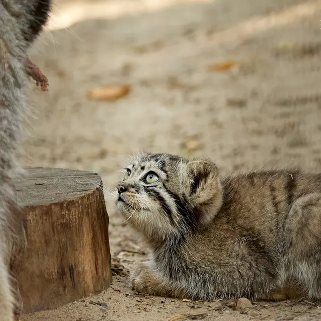 Фотография Евы и Бориса в Новосибирском Зоопарке
