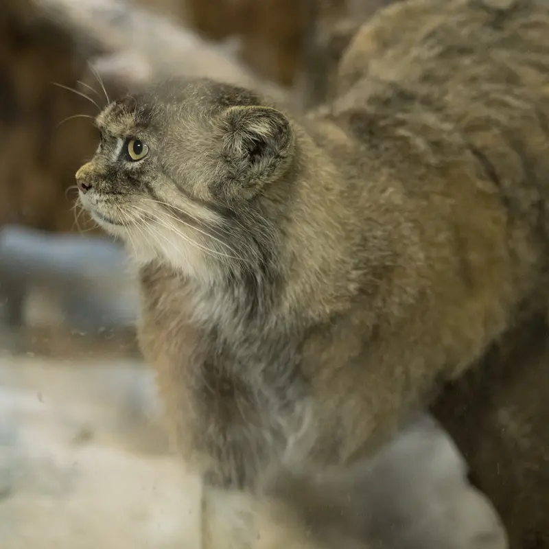 Фотография Примулы в Зоопарке Уено