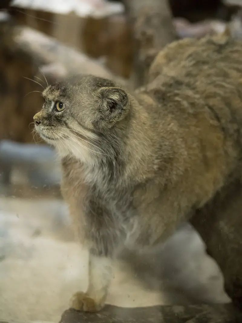 Фотография Примулы в Зоопарке Уено