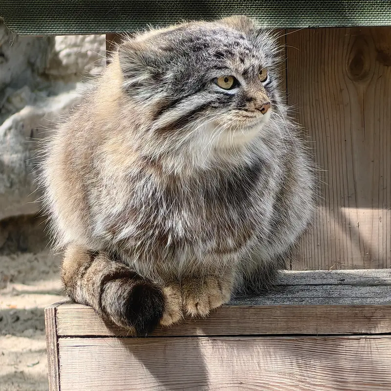 Фотография Лолошки 2024 Г.р. Ⅳ в Новосибирском Зоопарке