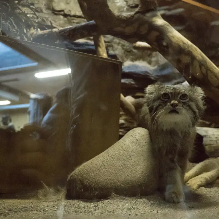 Фотография Клёна в Зоопарке Уено