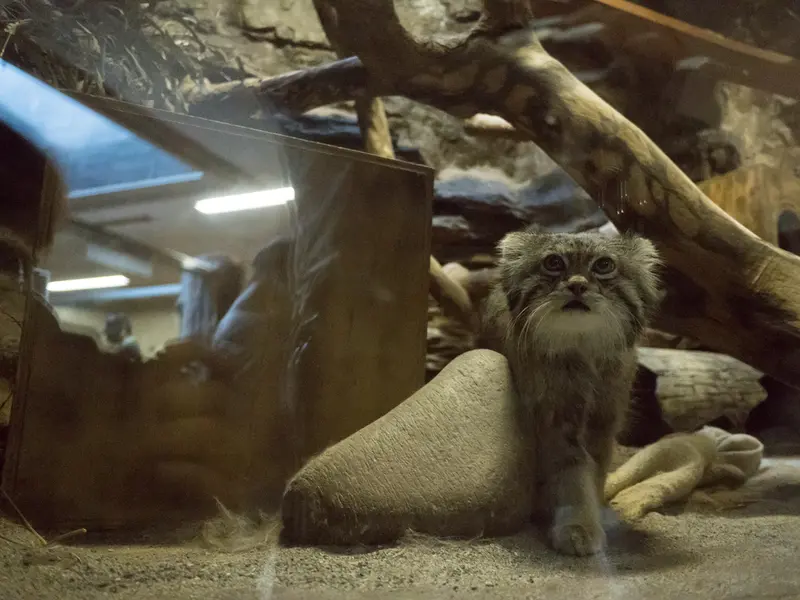 Фотография Клёна в Зоопарке Уено