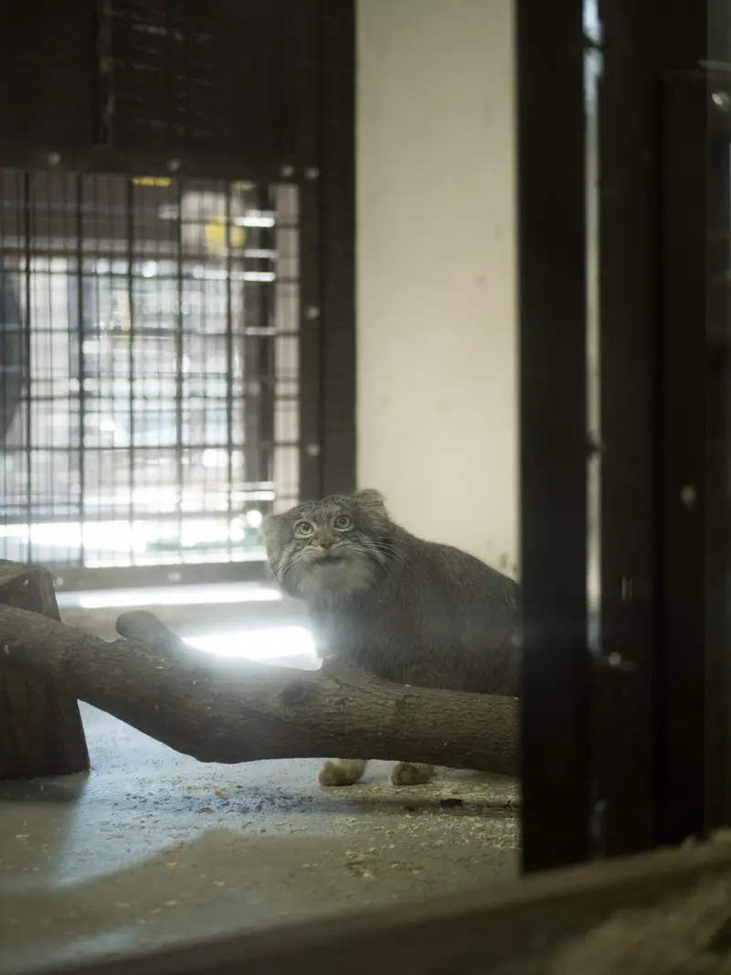 Фотография Фиги в Зоопарке Ногеяме