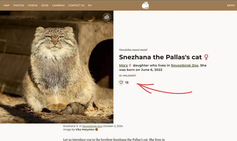 Фотография с манулом