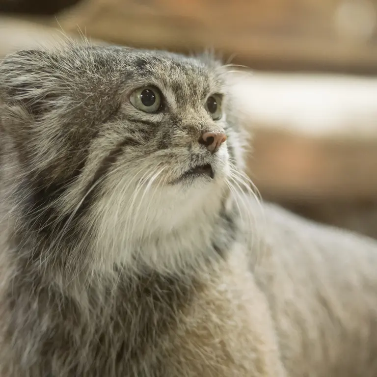 Фотография Клёна в Зоопарке Уено