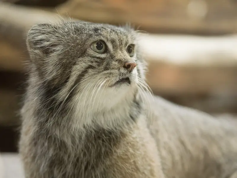 Фотография Клёна в Зоопарке Уено