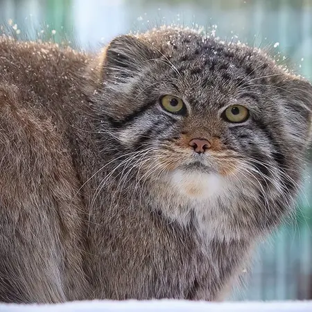 Фотография с манулом в Новосибирском Зоопарке