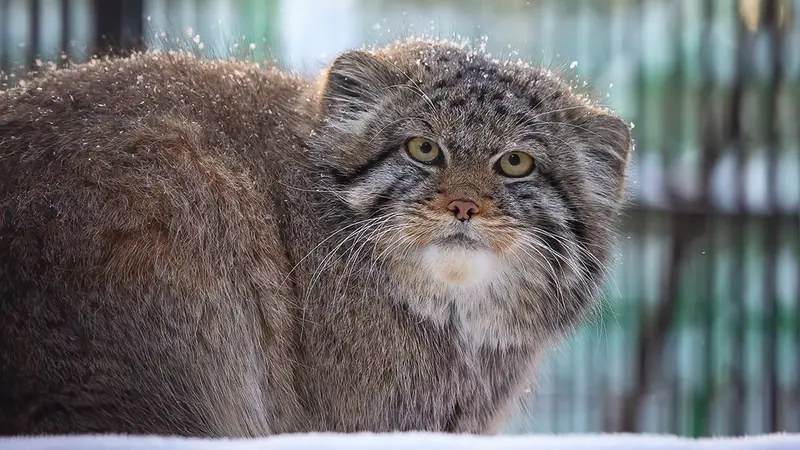 Фотография Бориса в Новосибирском Зоопарке