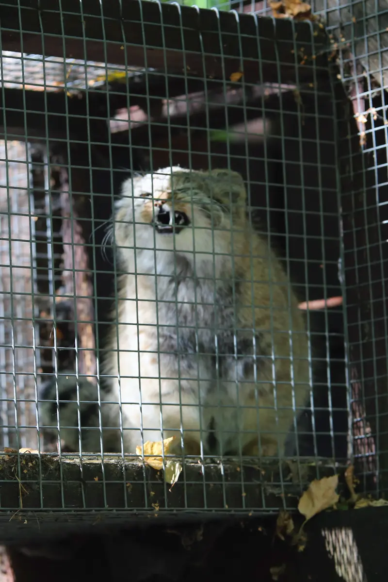 Фотография Котёнка Алани 2026 г.р. Ⅱ в Кошицком зоопарке