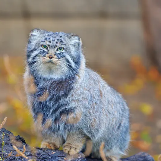Фотография Дарлая в Московском Зоопарке