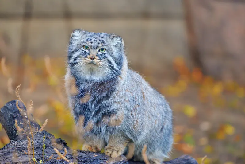 Фотография Дарлая в Московском Зоопарке