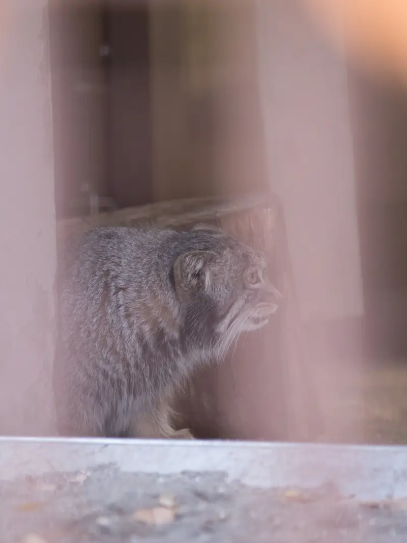 Фотография Фиги в Зоопарке Ногеяме