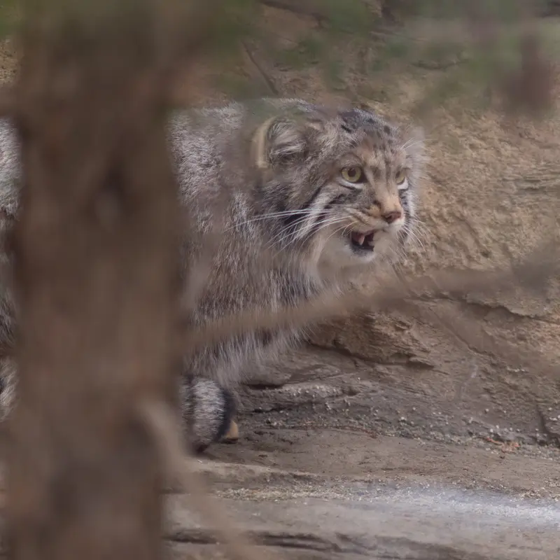Фотография Нагому в Царстве Животных Насу