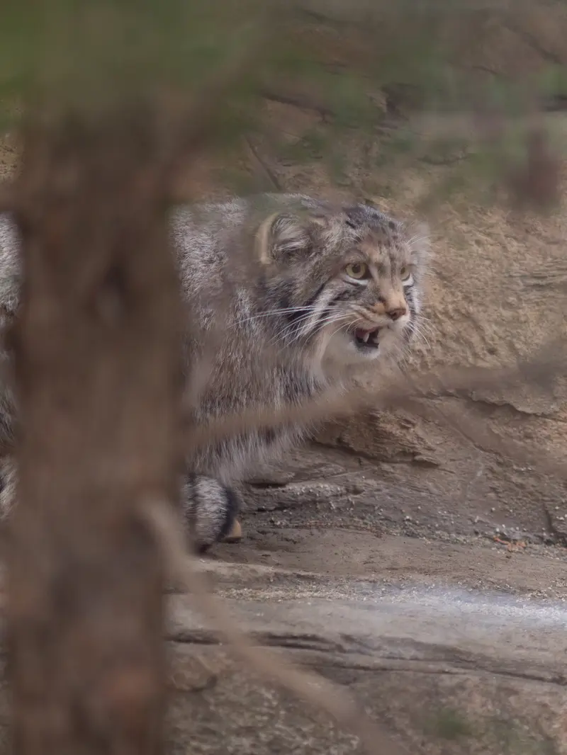 Фотография Нагому в Царстве Животных Насу