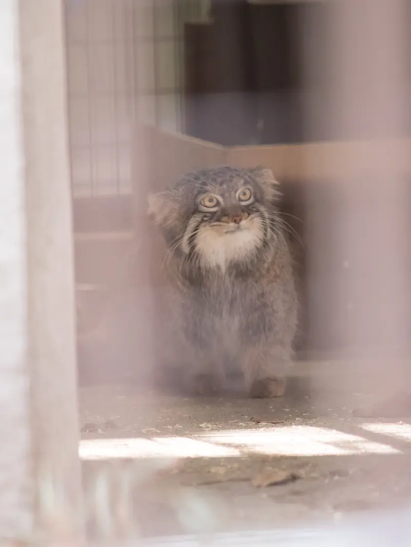 Фотография Фиги в Зоопарке Ногеяме