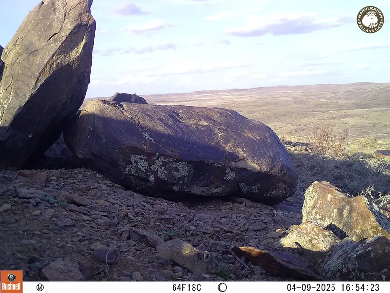 Фотография Казахскаи Пищухи с фотоловушки Кошкар