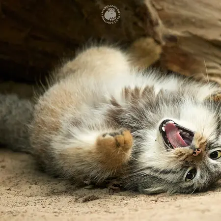 Фотография Алтаны в Ла Торбиере