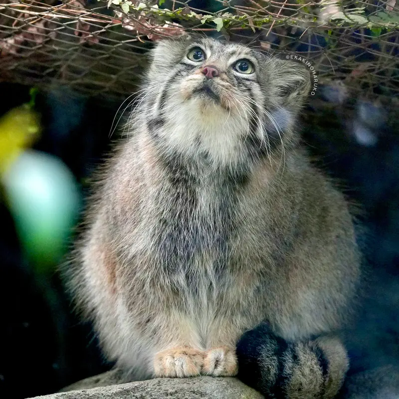 Фотография Аз в Царстве Животных Кобе