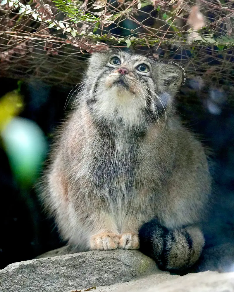 Фотография Аз в Царстве Животных Кобе