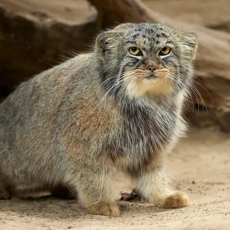 Фотография Алтаны в Ла Торбиере