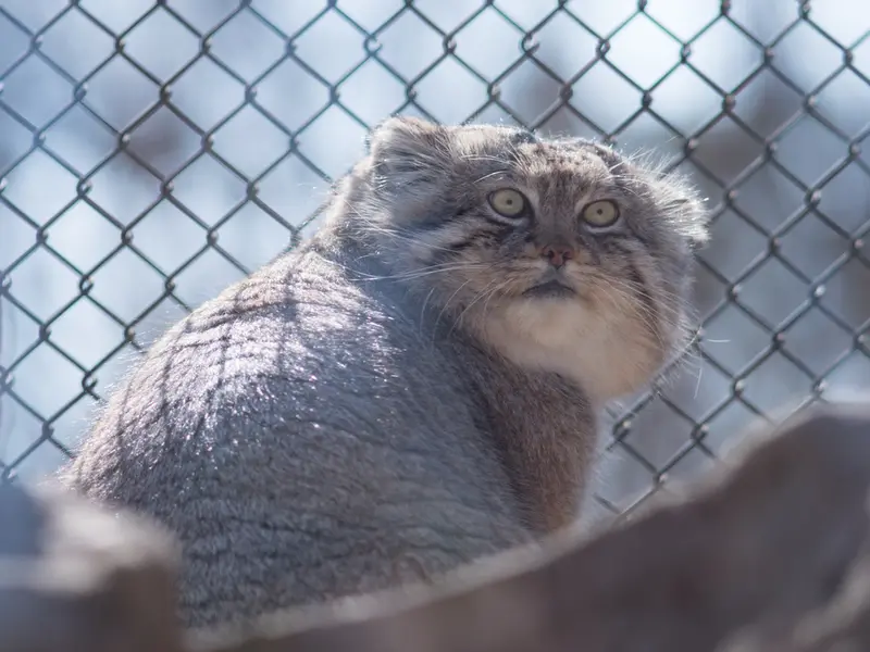 Фотография Лотоса в Детском зоопарке Сайтама
