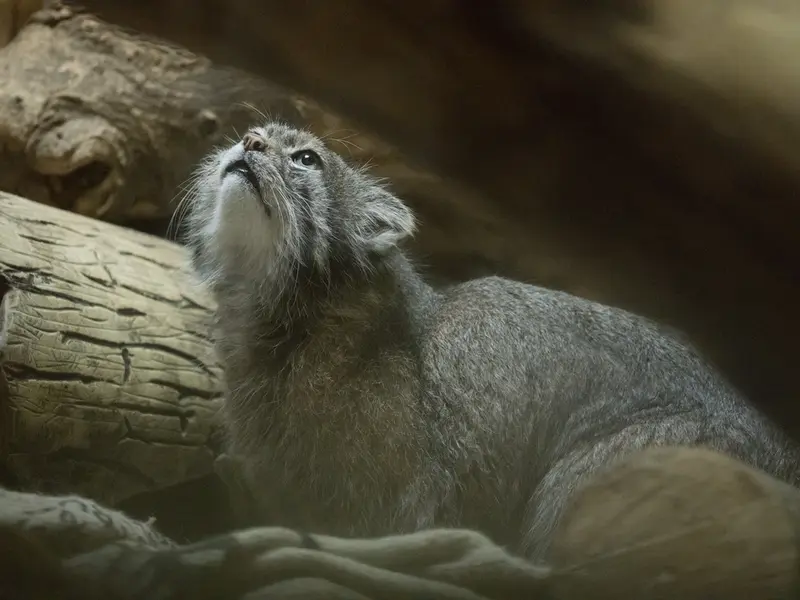 Фотография Клёна в Зоопарке Уено