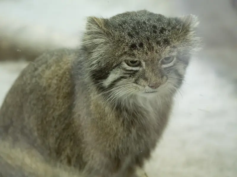 Фотография Клёна в Зоопарке Уено