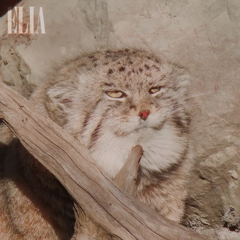 Фотография Олафа в Зоопарке Калгари / Институте Уайлдере