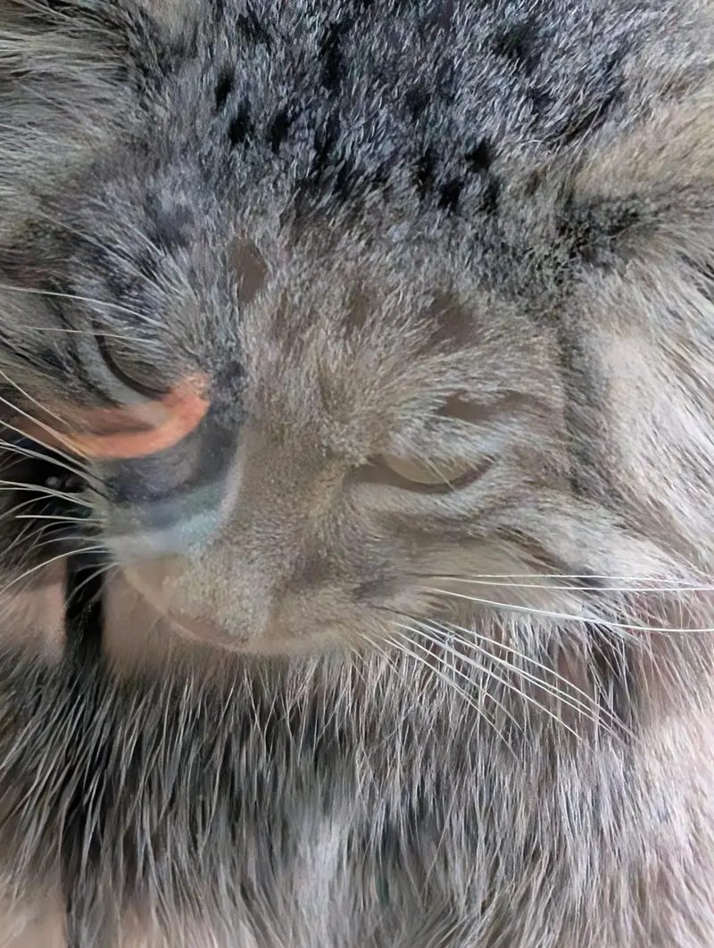 Фотография с манулом