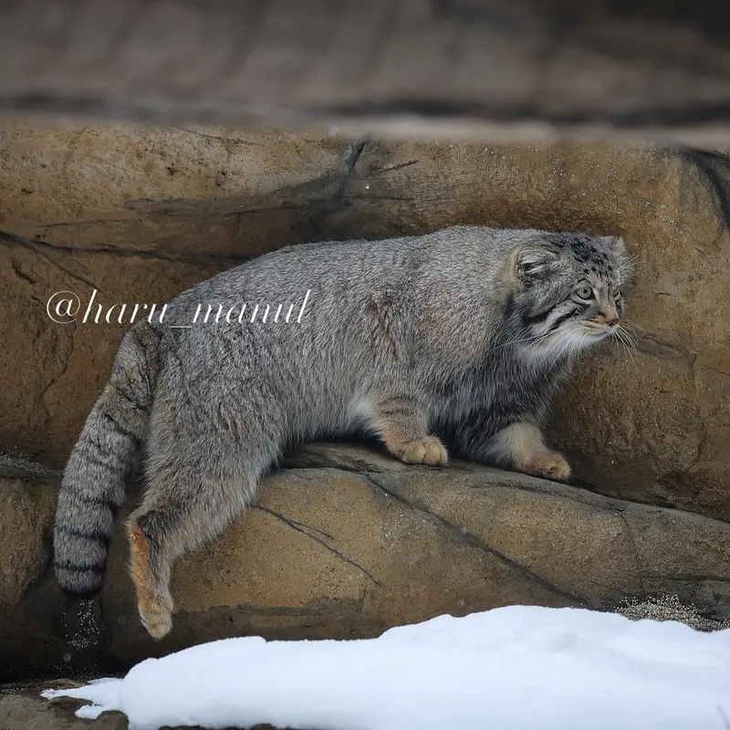 Фотография Нагому в Царстве Животных Насу