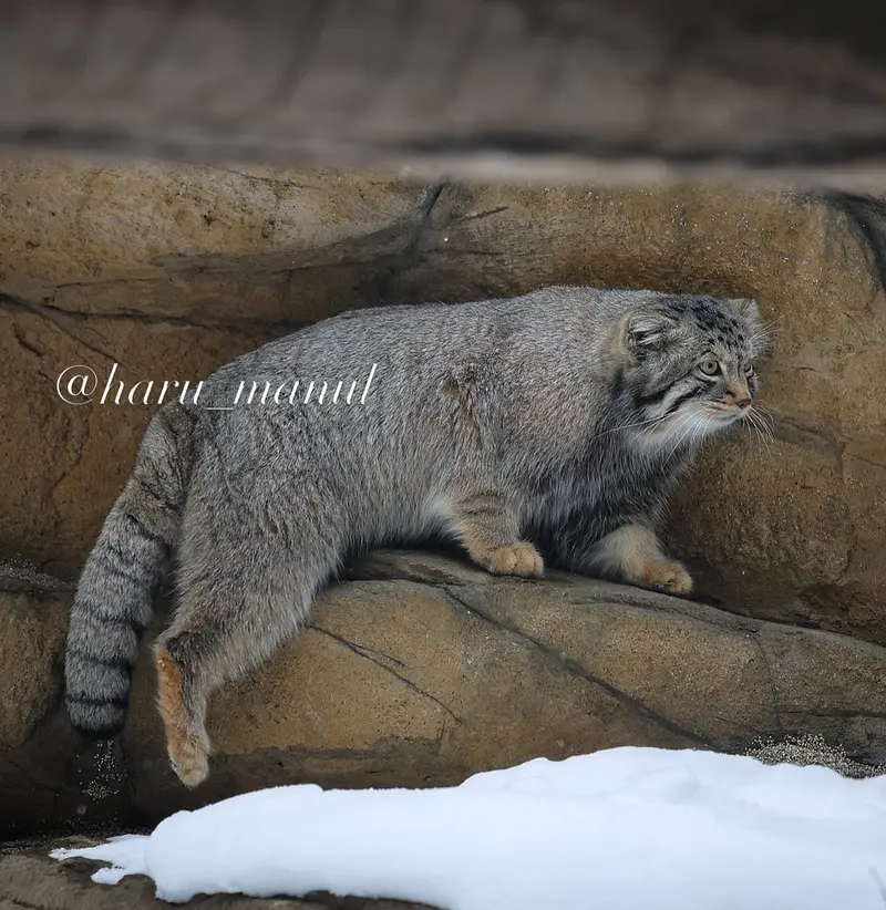 Фотография Нагому в Царстве Животных Насу