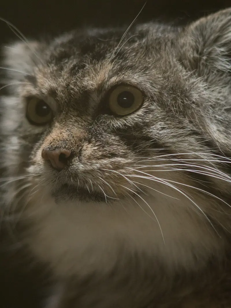 Фотография Примулы в Зоопарке Уено