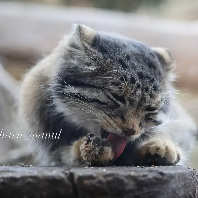Фотография Нагому в Царстве Животных Насу