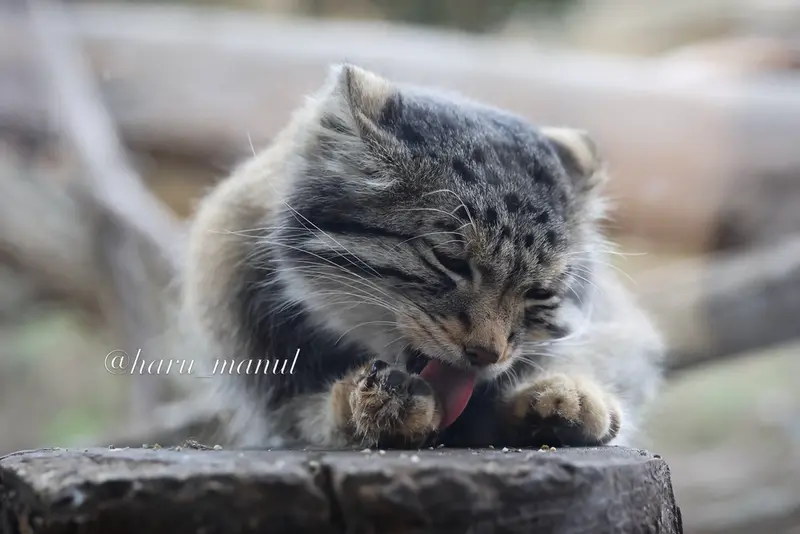 Фотография Нагому в Царстве Животных Насу
