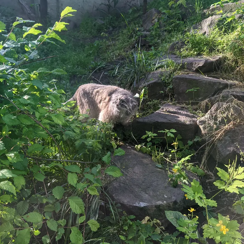 Фотография Бохуша в Будапештском Зоопарке