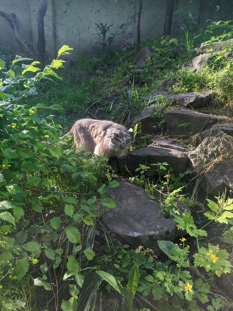 Фотография Бохуша в Будапештском Зоопарке